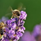 Bienen-Event am Lavendel.........