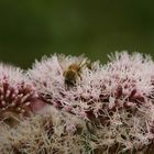 Bienen