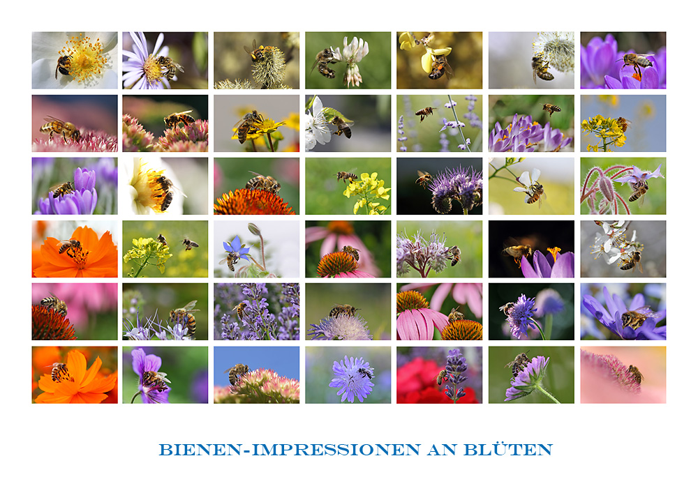 Bienen