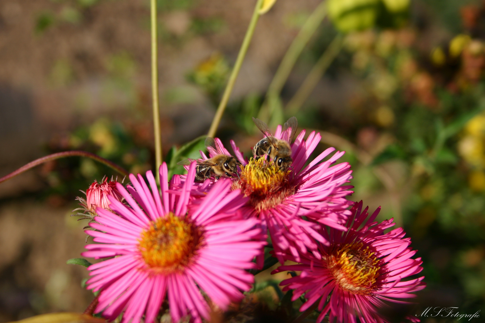 Bienen