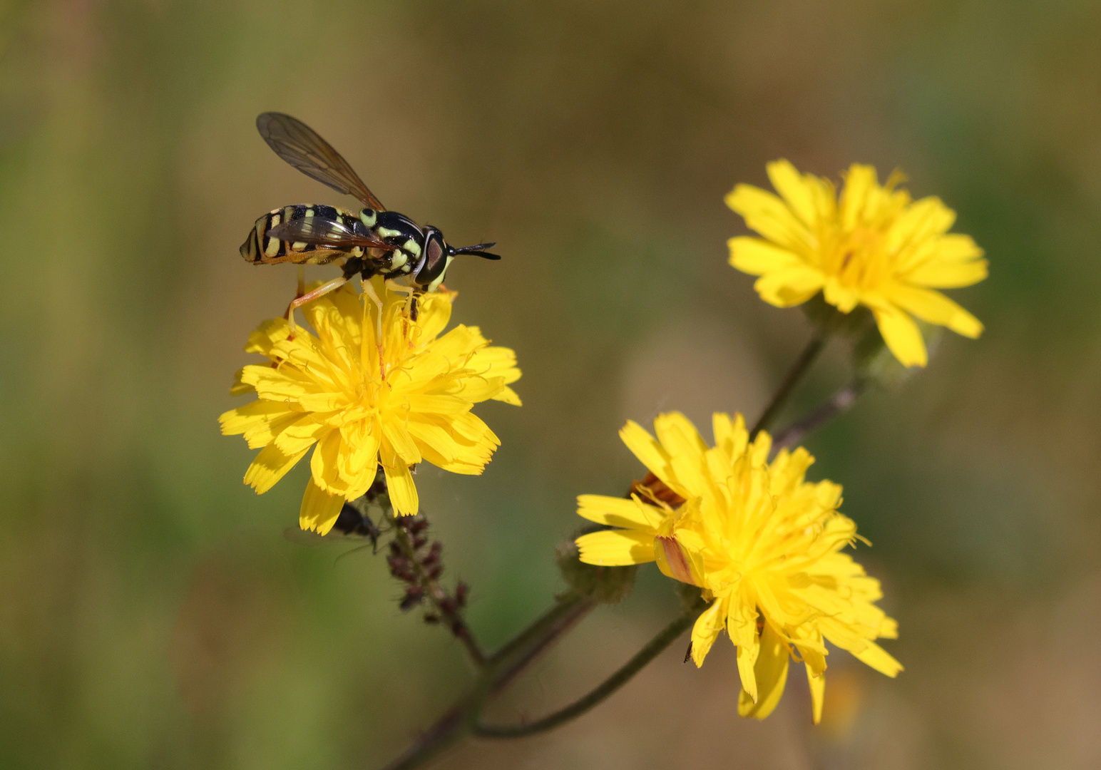 Bienen, Fliegen, Wespen