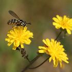 Bienen, Fliegen, Wespen