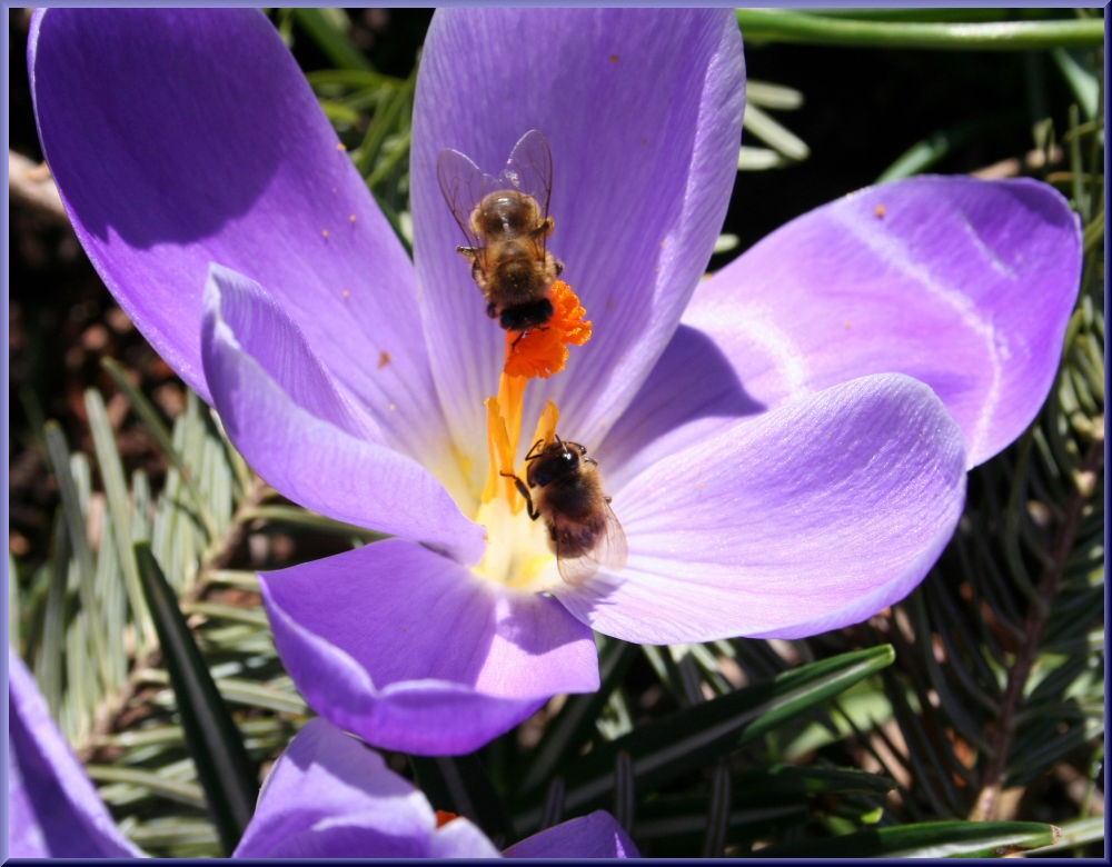 Bienen fliegen wieder