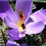 Bienen fliegen wieder