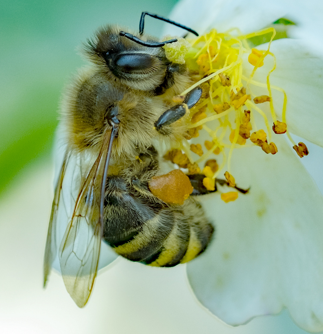 Bienen-Freude  