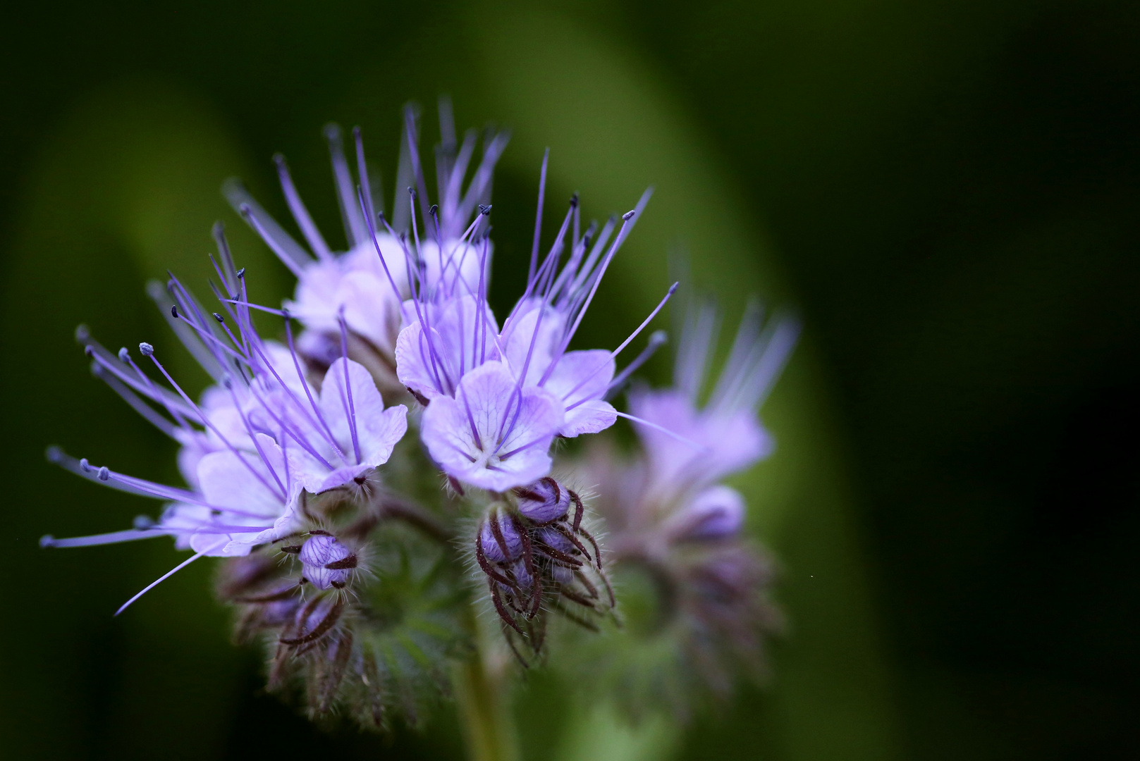 Bienen Freude