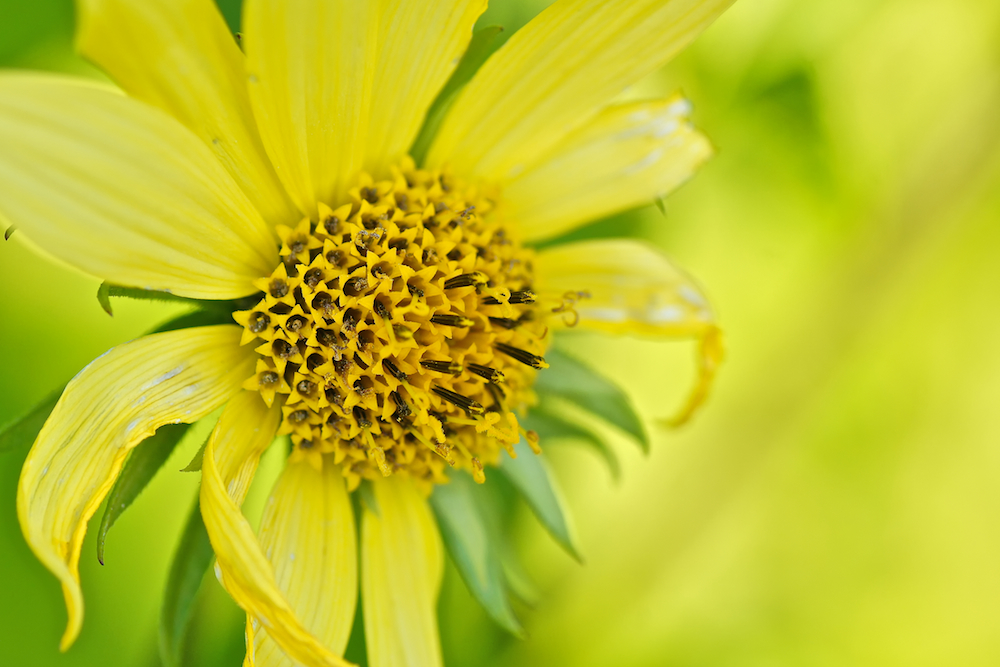 ...Bienen-Freude...