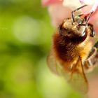 Bienen freuen sich über Frühlingstemperaturen Ende Februar.