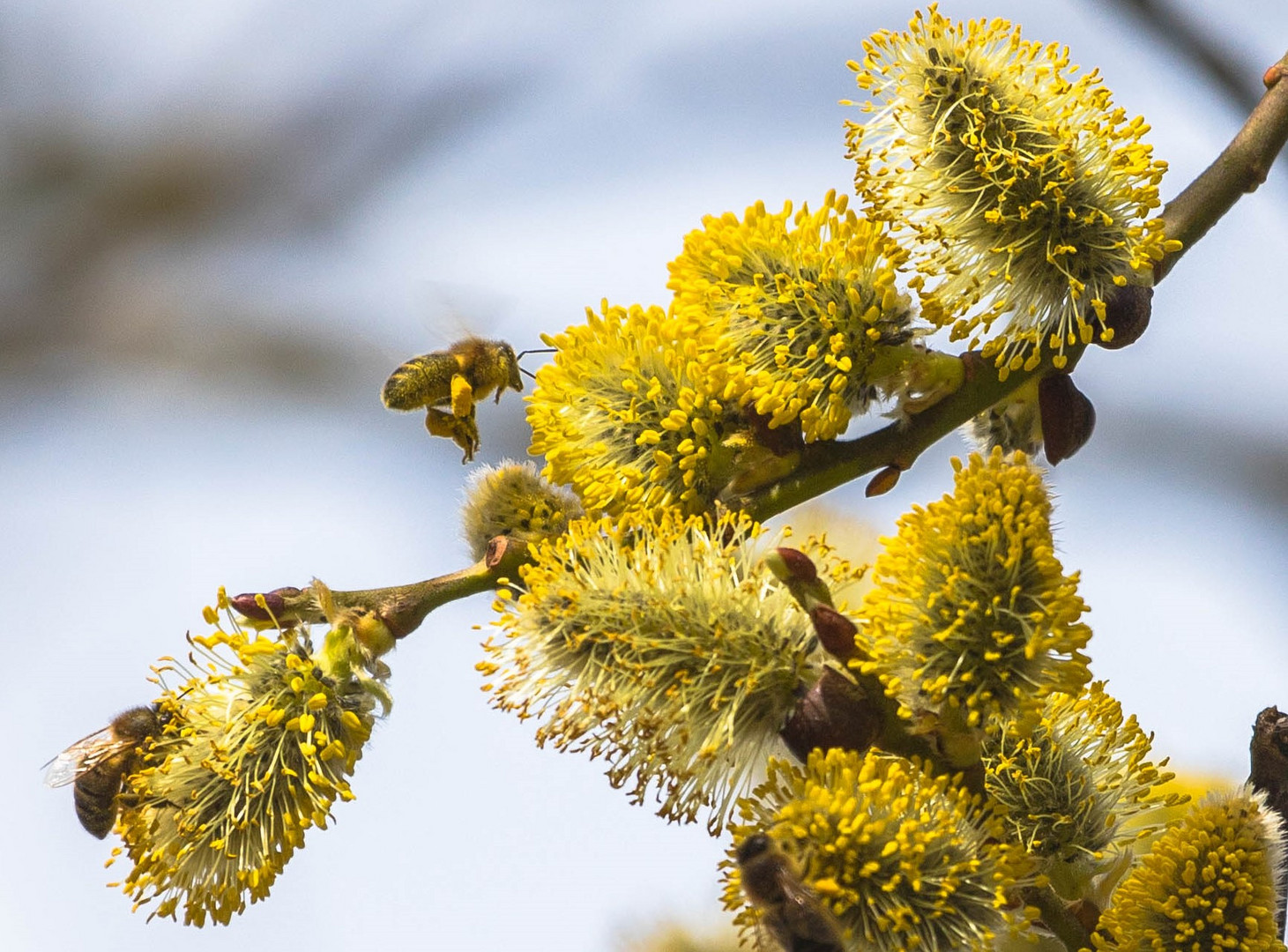 Bienen Frühling 02