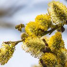 Bienen Frühling 02