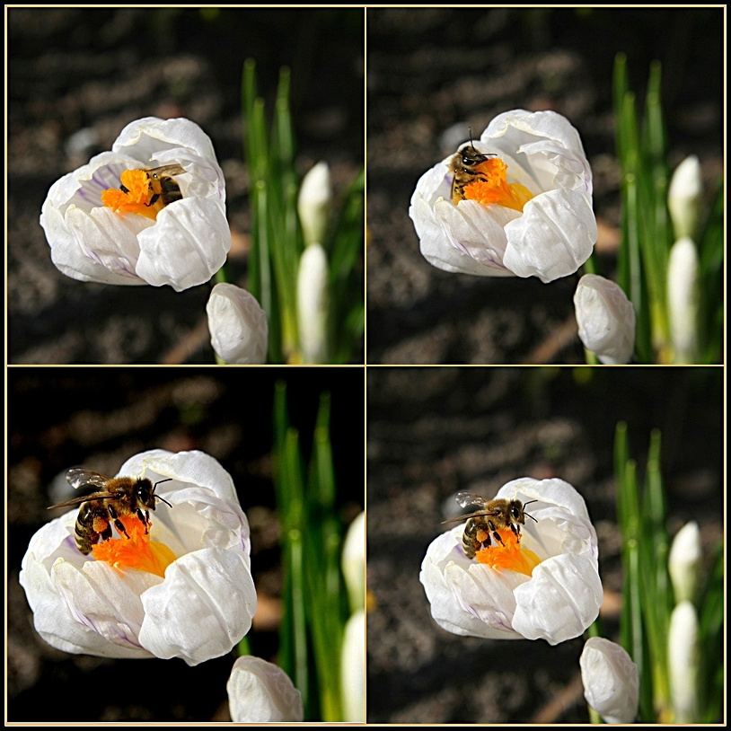 bienen-frühlings-taumel