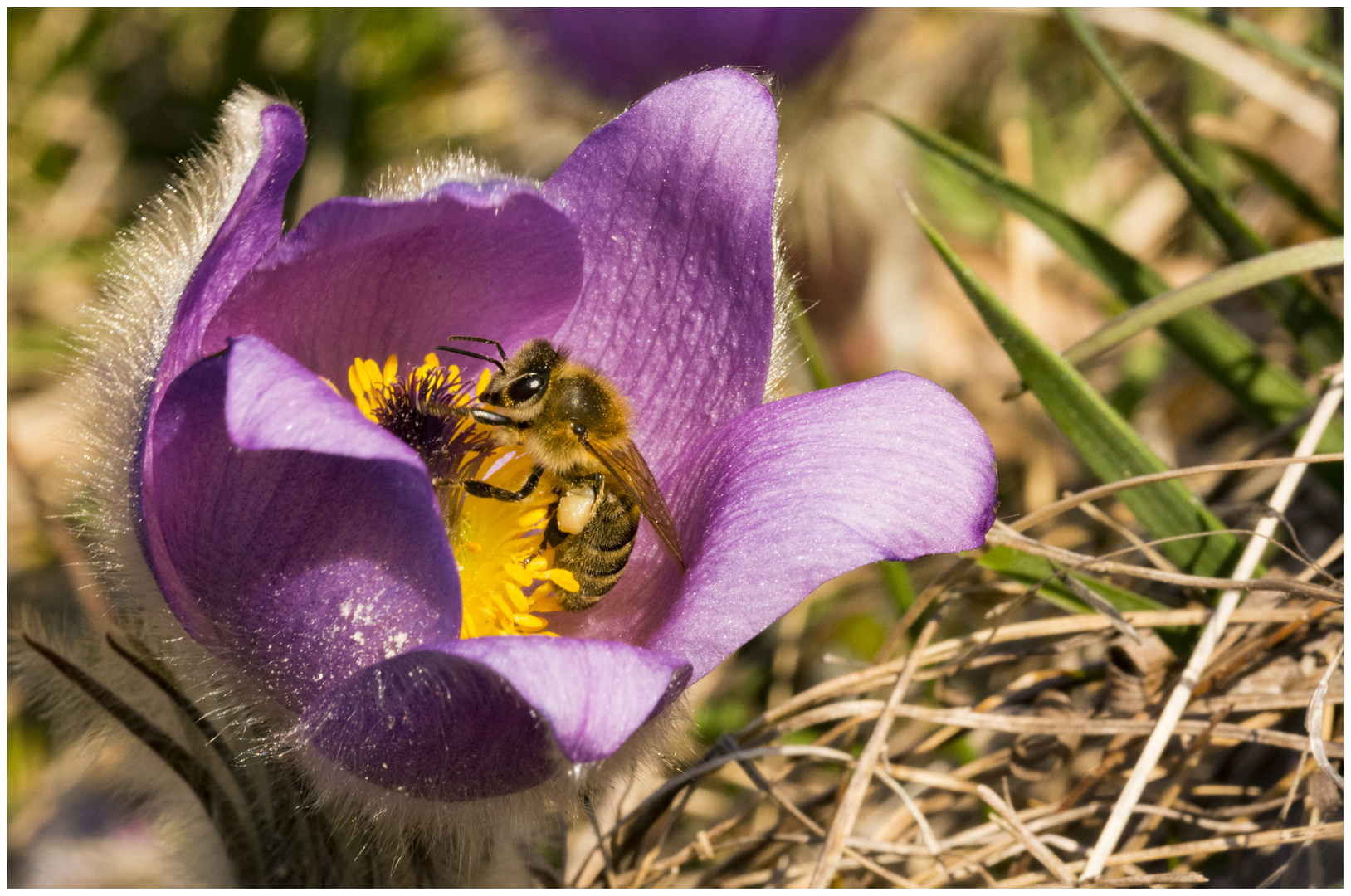 Bienen-Frühstück