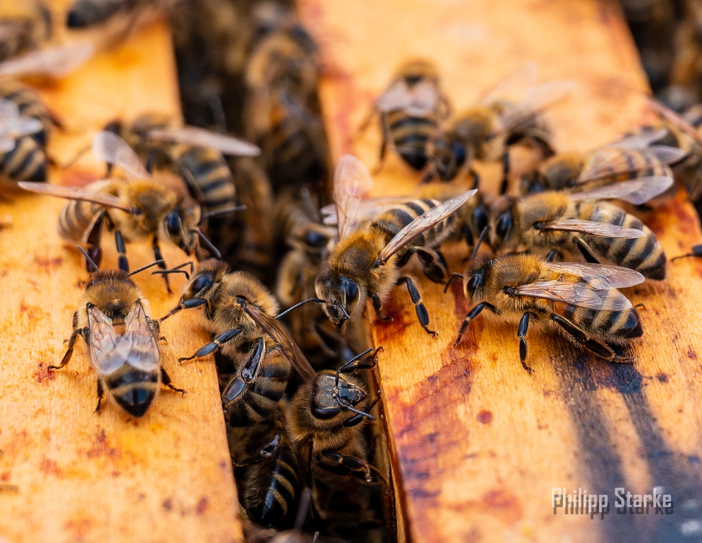 Bienen - Gemeinschaft