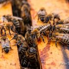 Bienen - Gemeinschaft