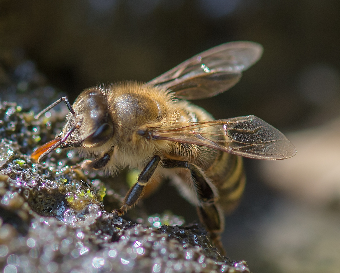 Bienen Getränk