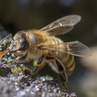 Bienen Getränk