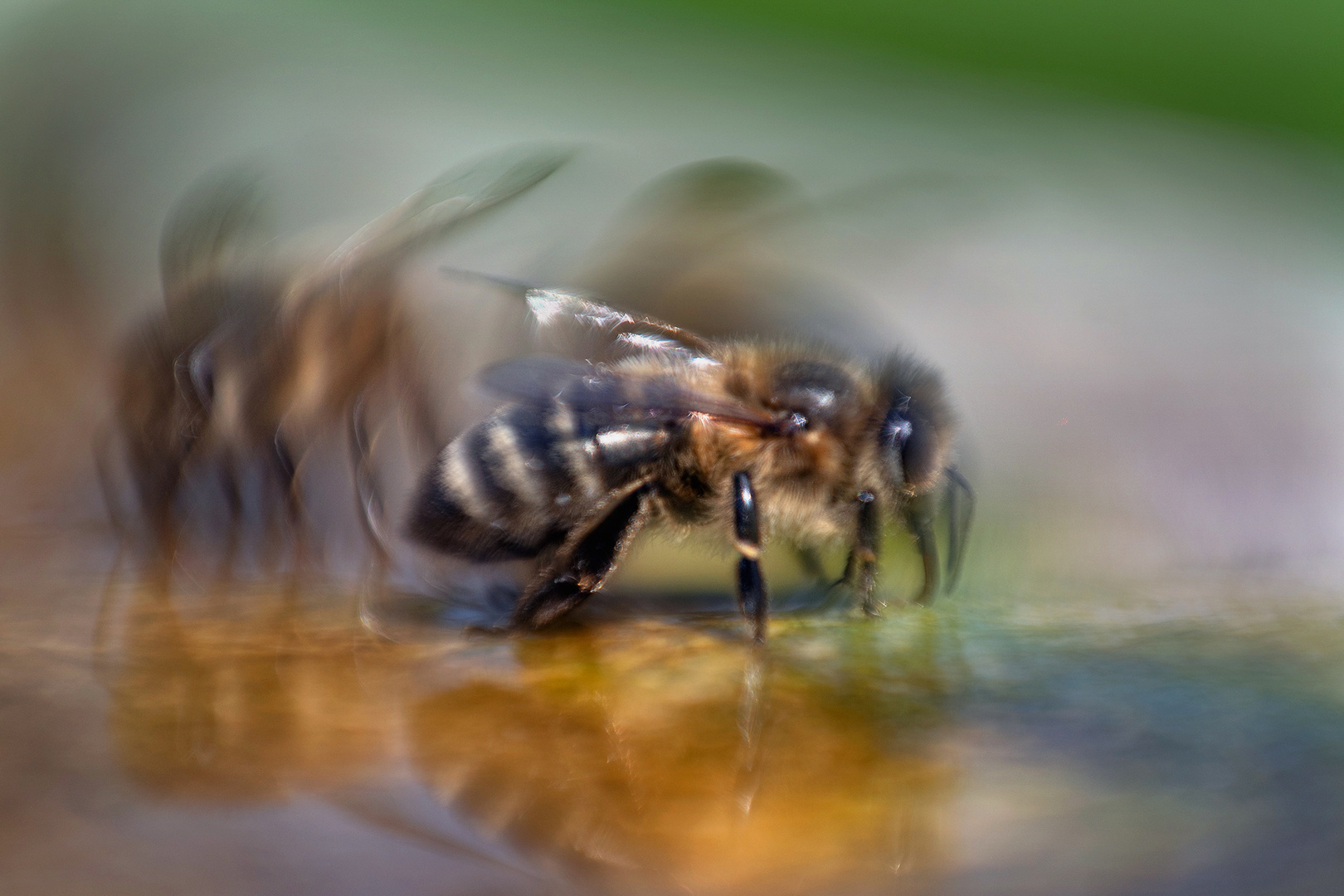 Bienen-Gruppe