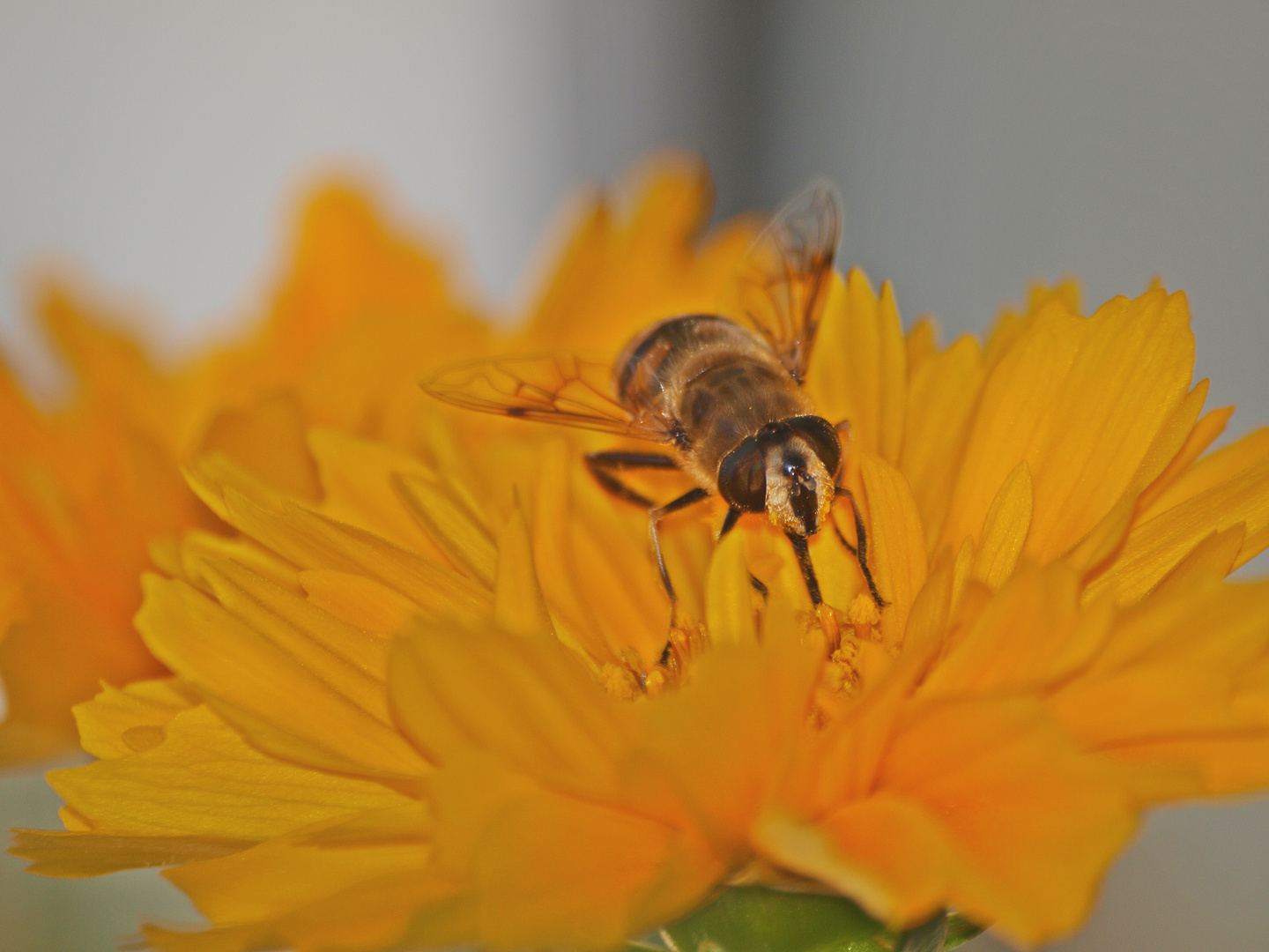 Bienen haben hunger