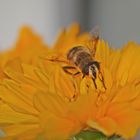 Bienen haben hunger