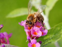 Bienen haben kein Hitzefrei