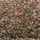 Bienen I