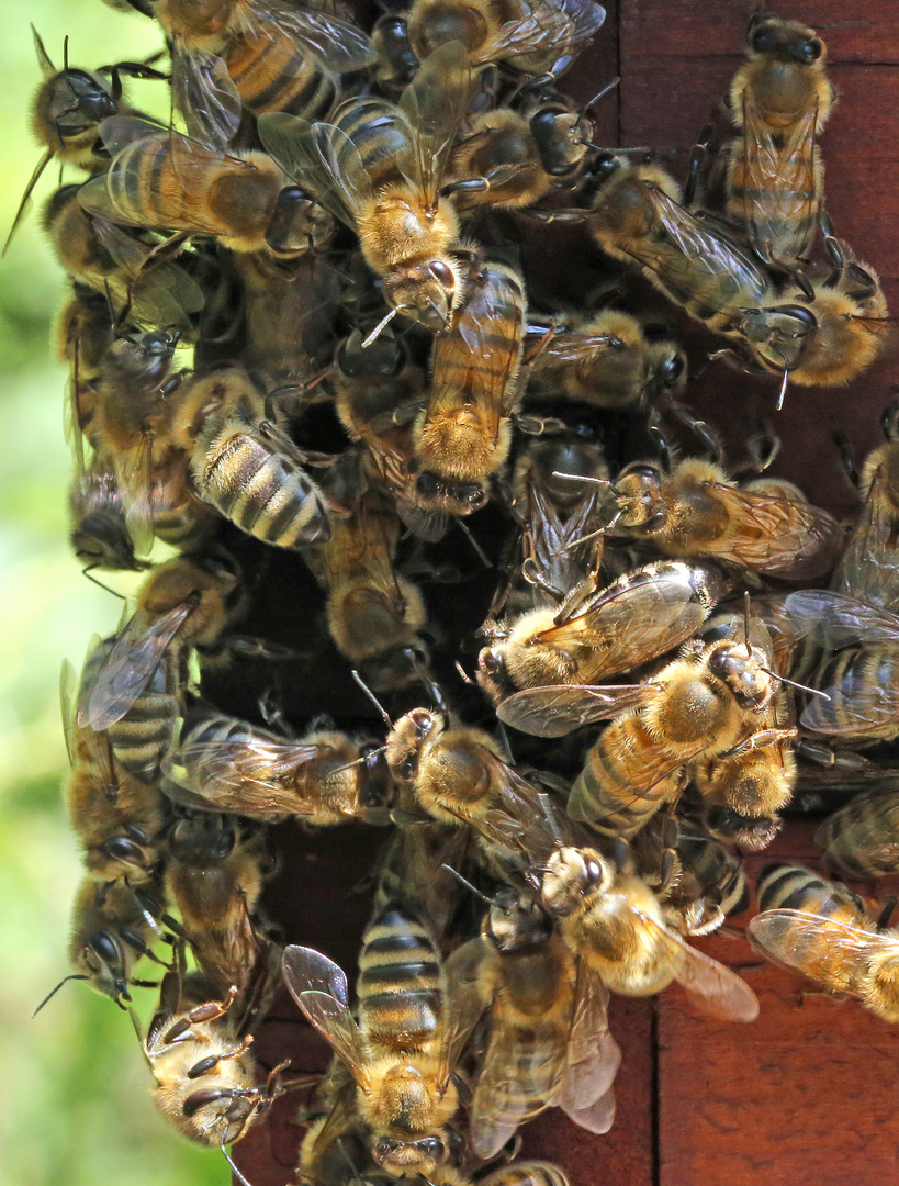 Bienen II