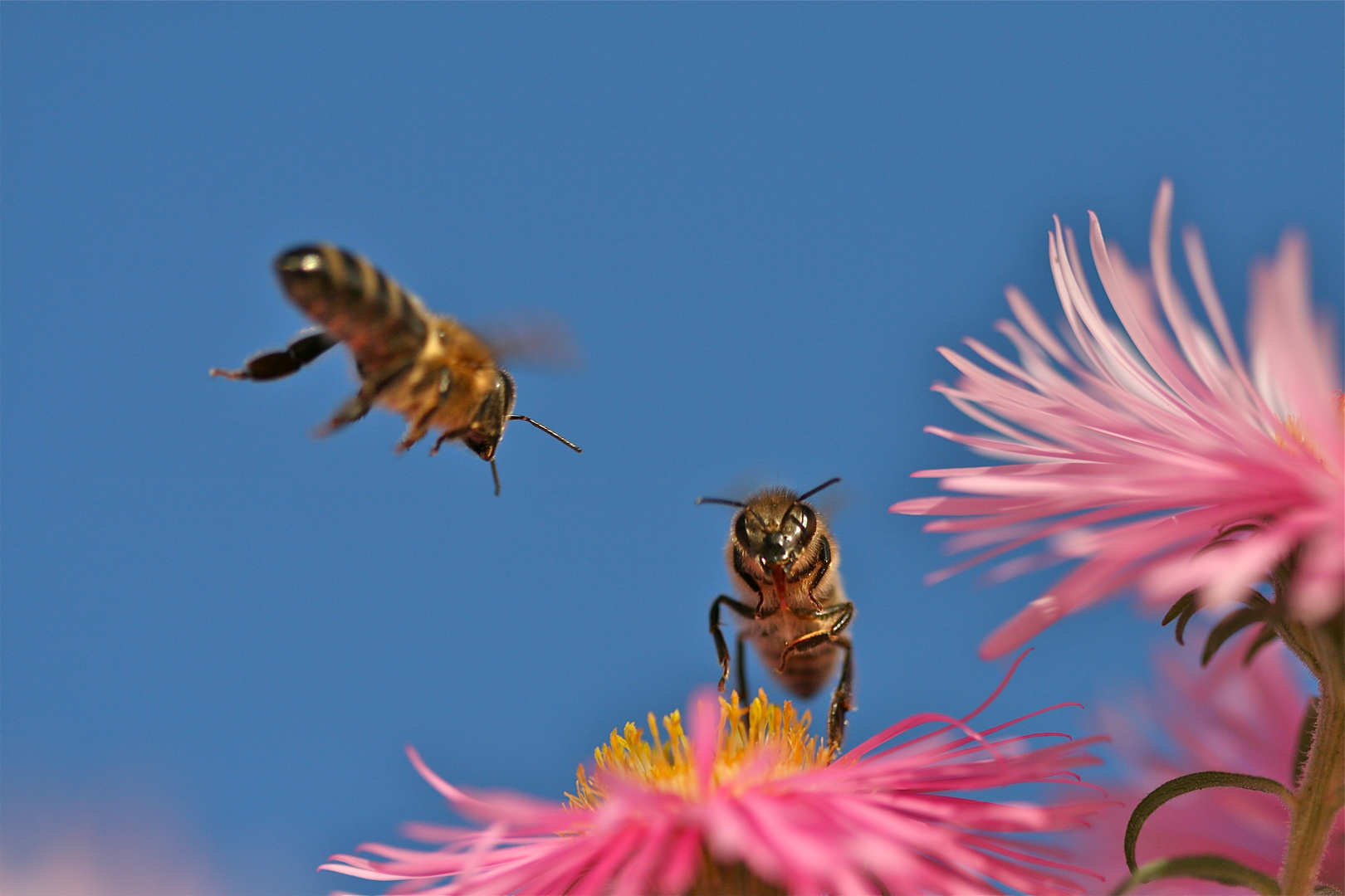 Bienen im An- und Abflug