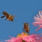 Bienen im An- und Abflug