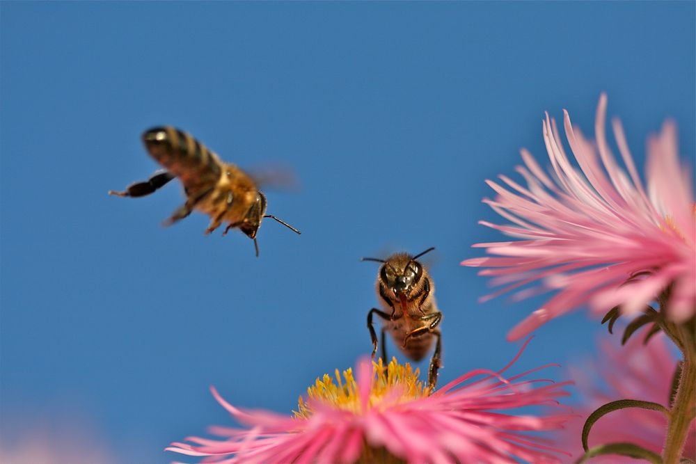 Bienen im An- und Abflug