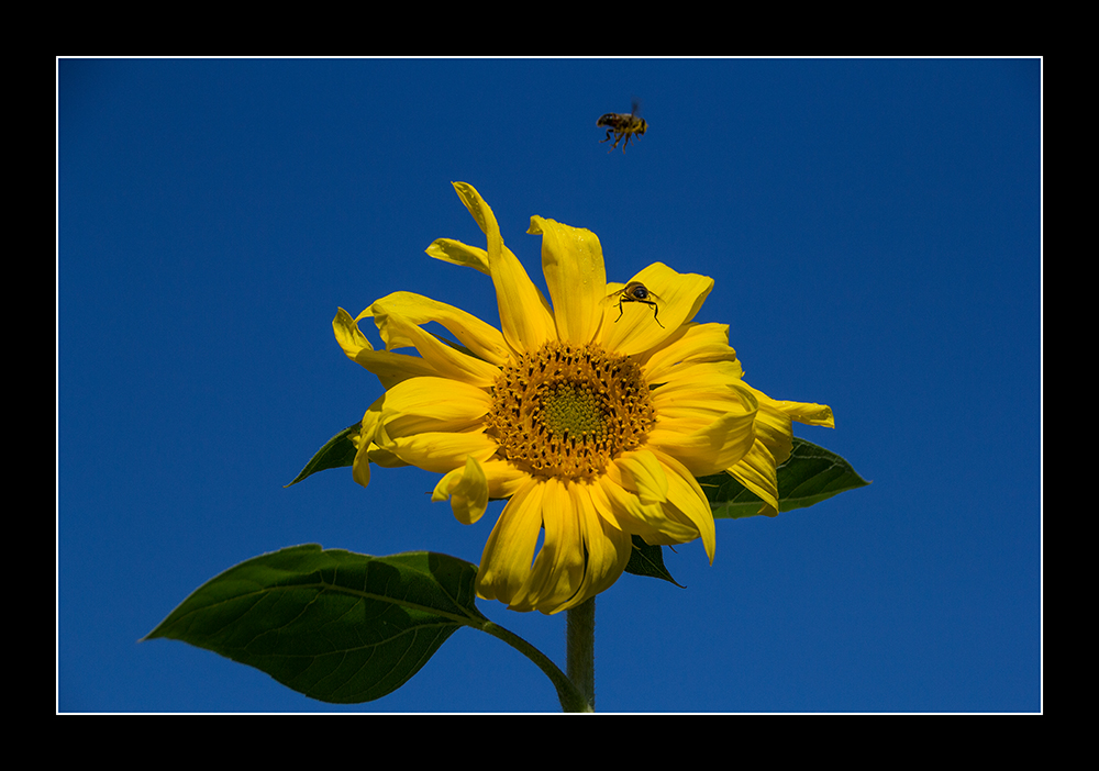 Bienen im Anflug