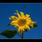 Bienen im Anflug