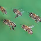 Bienen im Anflug