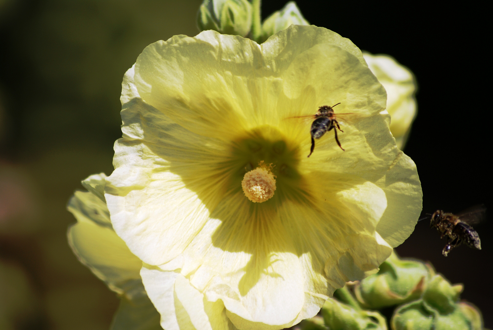 Bienen im Anflug