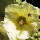 Bienen im Anflug