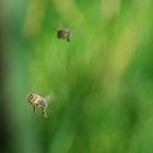 Bienen im Anflug