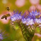 Bienen im Anflug als Gemälde