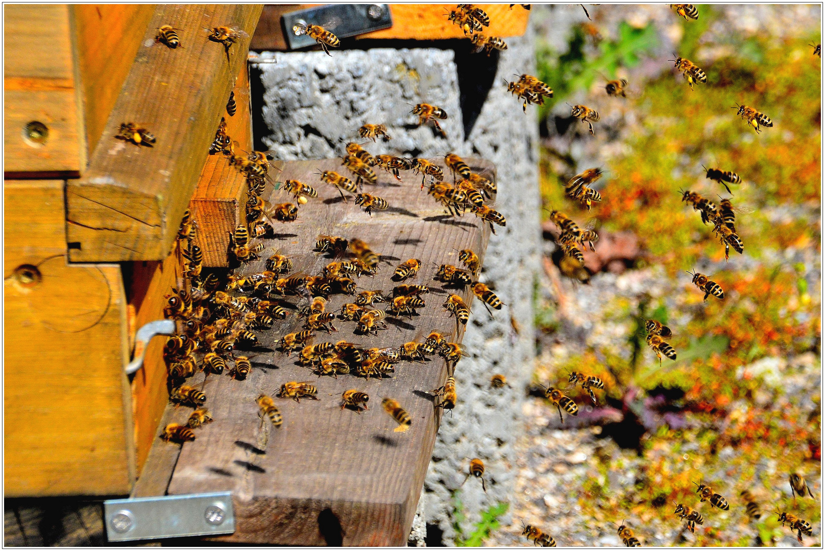 Bienen Im Anflug Auf Ihren Bienenstock Foto Bild Tiere Wildlife Insekten Bilder Auf Fotocommunity