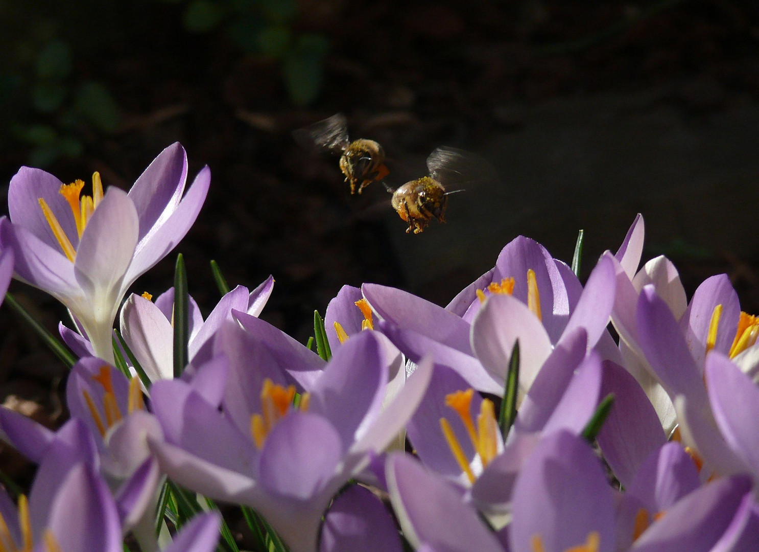 Bienen im Anflug auf Krokusse