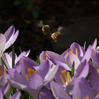 Bienen im Anflug auf Krokusse