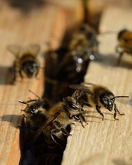 Bienen im Bienenstock