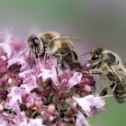 Bienen im  blühenden Majoran 