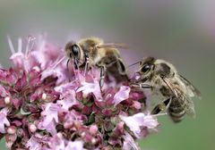 Bienen im  blühenden Majoran 