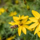 Bienen im Flug