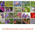 Bienen im "Flugrausch"