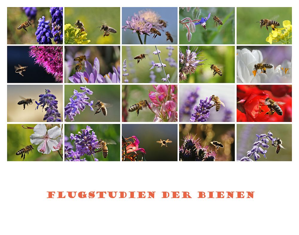 Bienen im "Flugrausch"