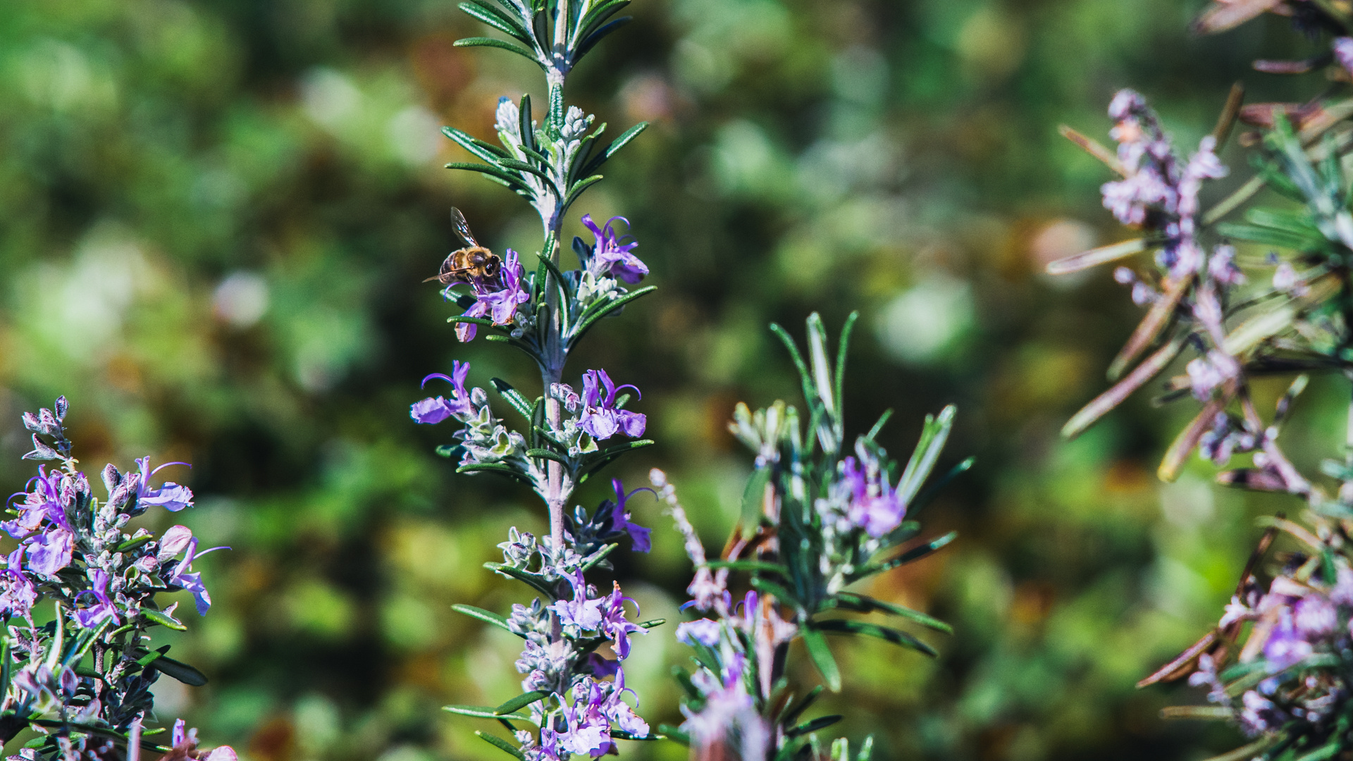 Bienen im Frühjahr