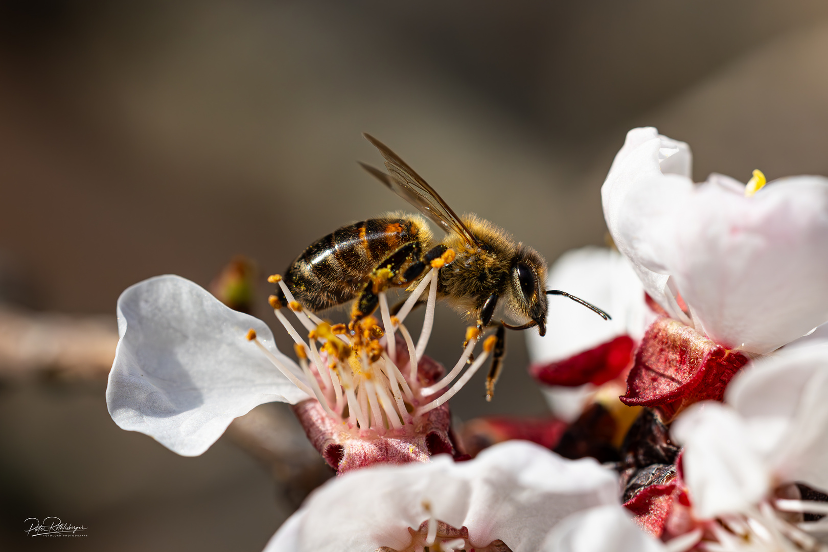 Bienen im Frühling