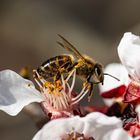 Bienen im Frühling