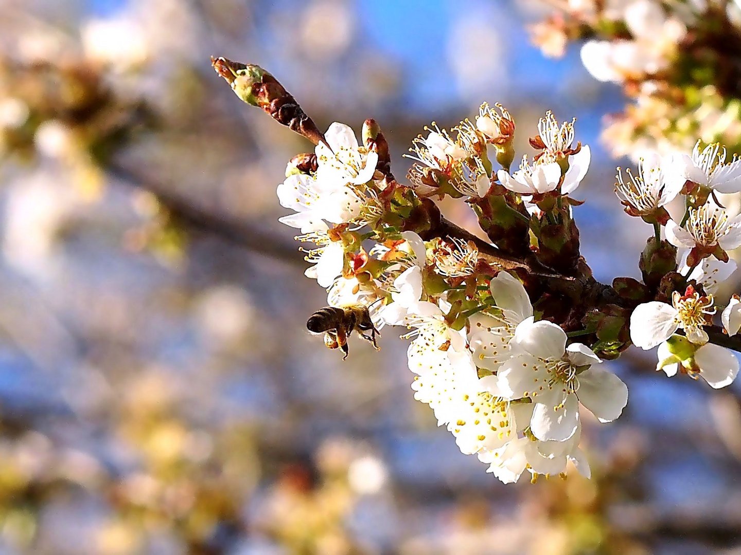 Bienen im Frühling