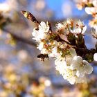 Bienen im Frühling